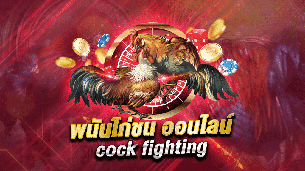 กฏกติกาของการตีไก่ชน Cock Fighting